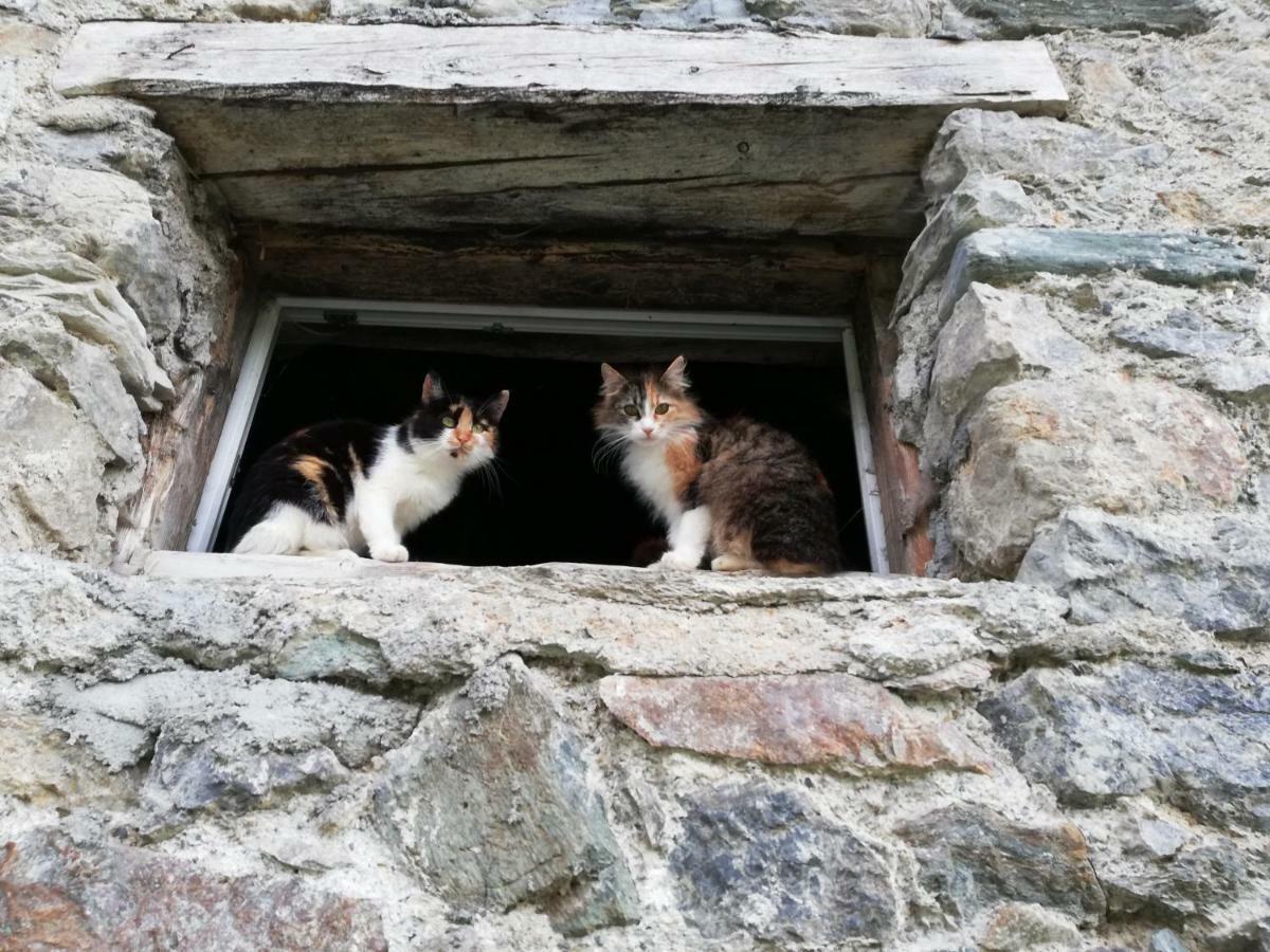Vorderwiesgut Altenmarkt im Pongau Dış mekan fotoğraf