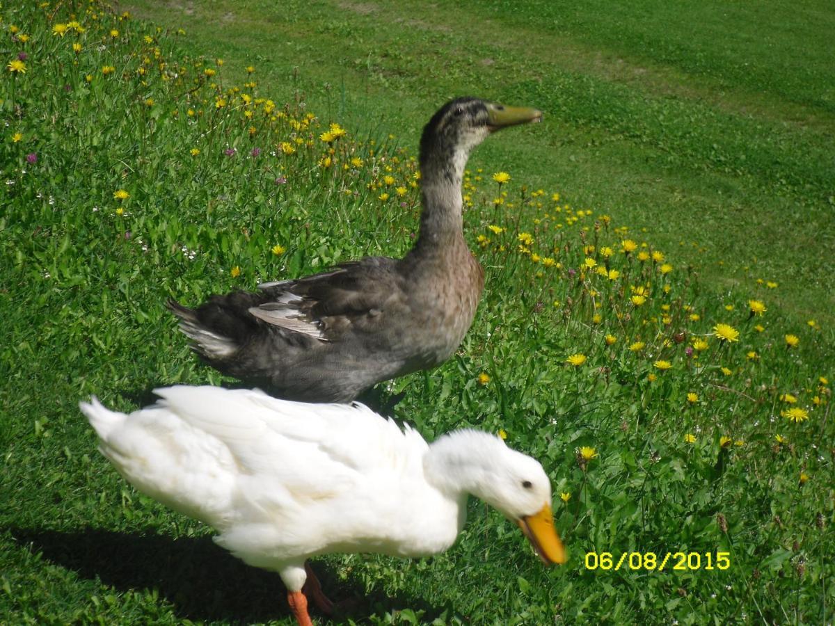 Vorderwiesgut Altenmarkt im Pongau Dış mekan fotoğraf